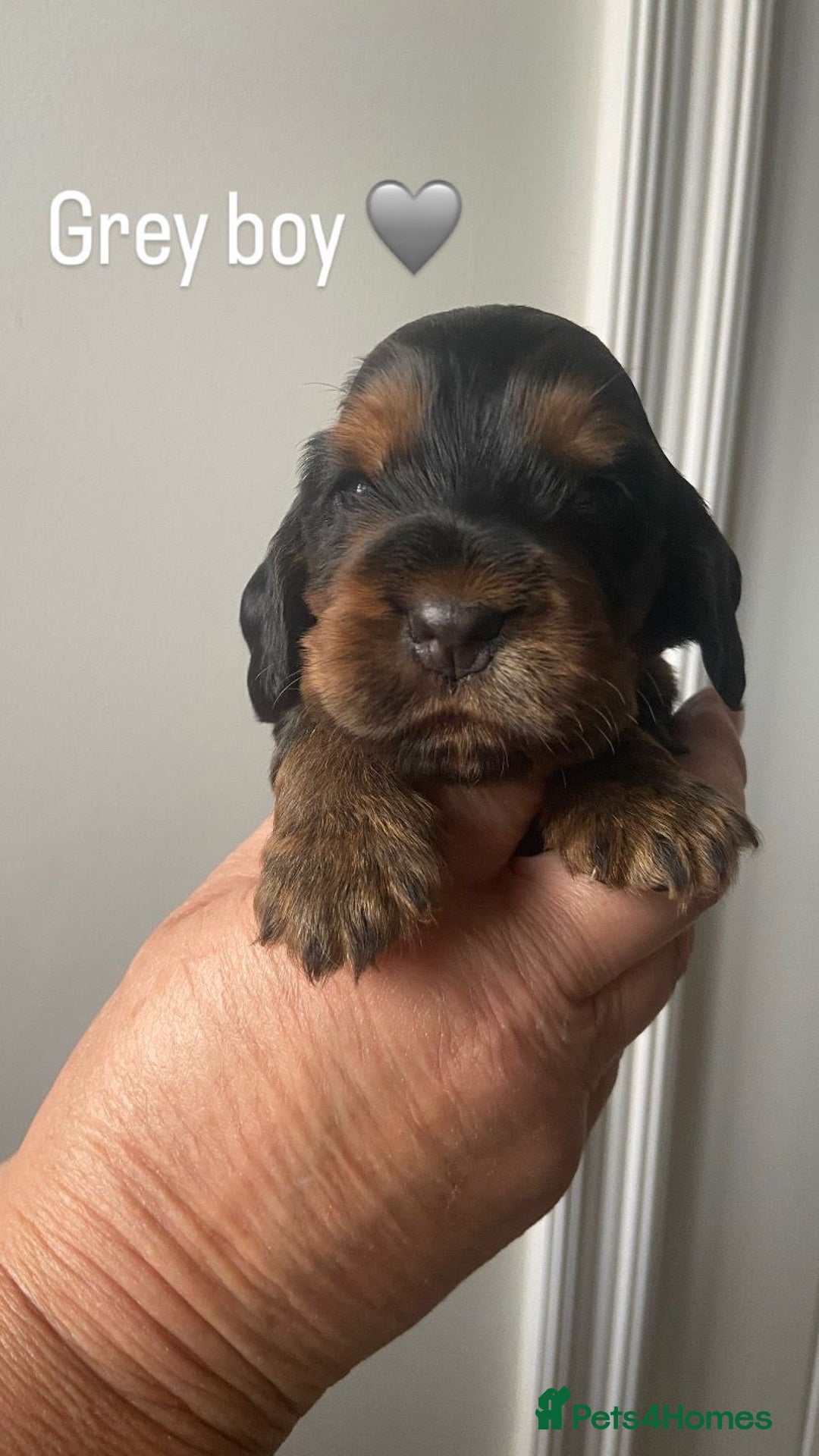Cocker Spaniel dogs for sale: KC RIZI-BIZI show type European show champ lines - Image 7