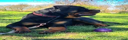 Rottweiler dogs for stud: Available stud limited time only! Serbian import - Advert 5