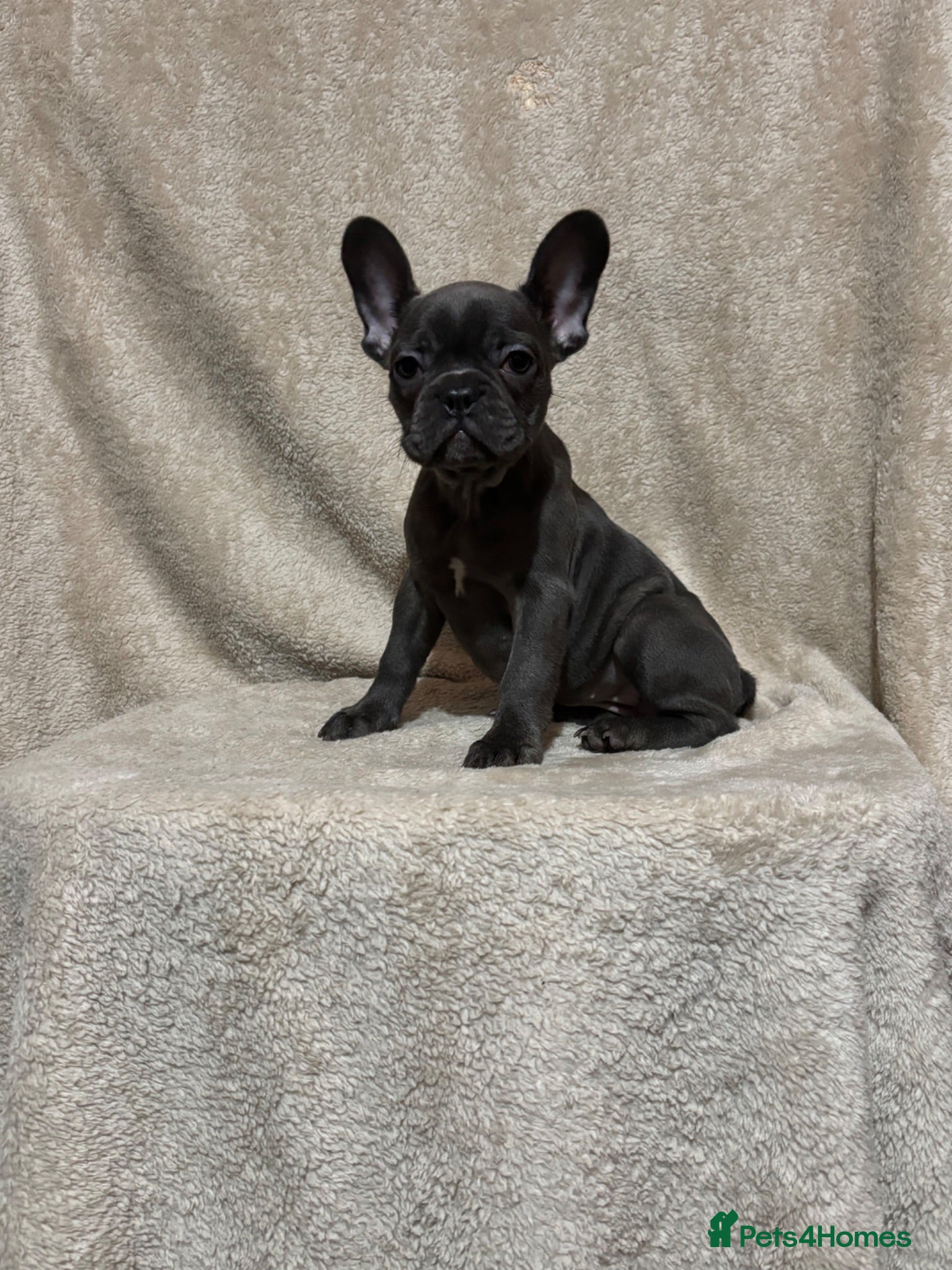 French Bulldog dogs French bulldog puppies  - Advert 6