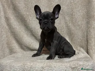 French Bulldog dogs French bulldog puppies - Advert 6
