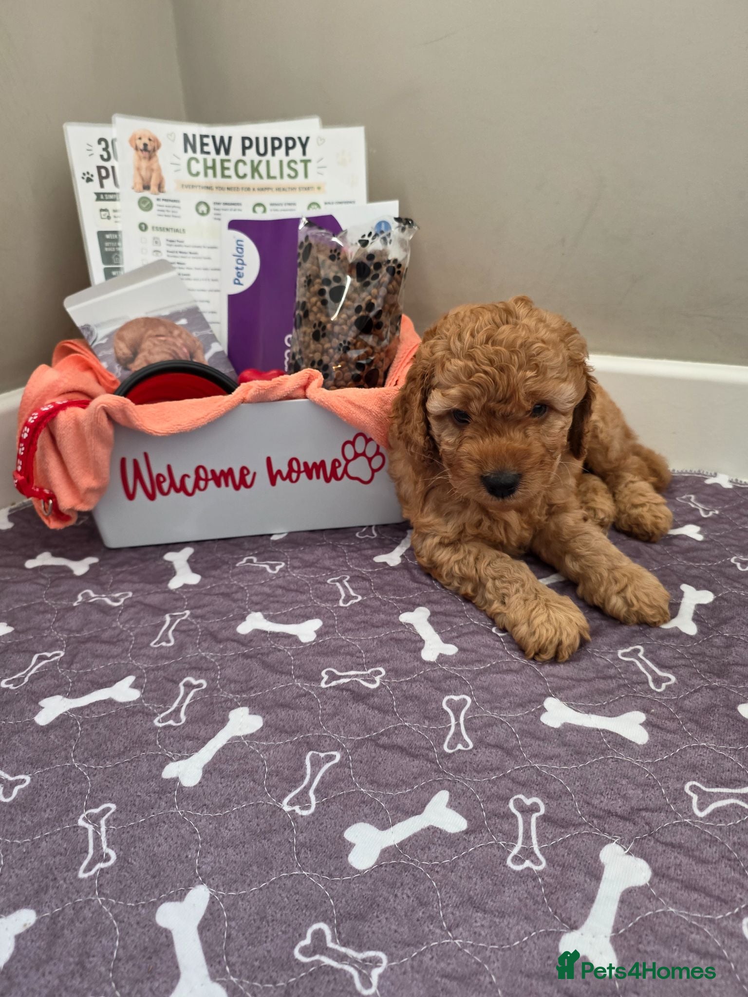 Cockapoo dogs for sale: 1 ADORABLE male Cockapoo puppy available!  - Advert 1