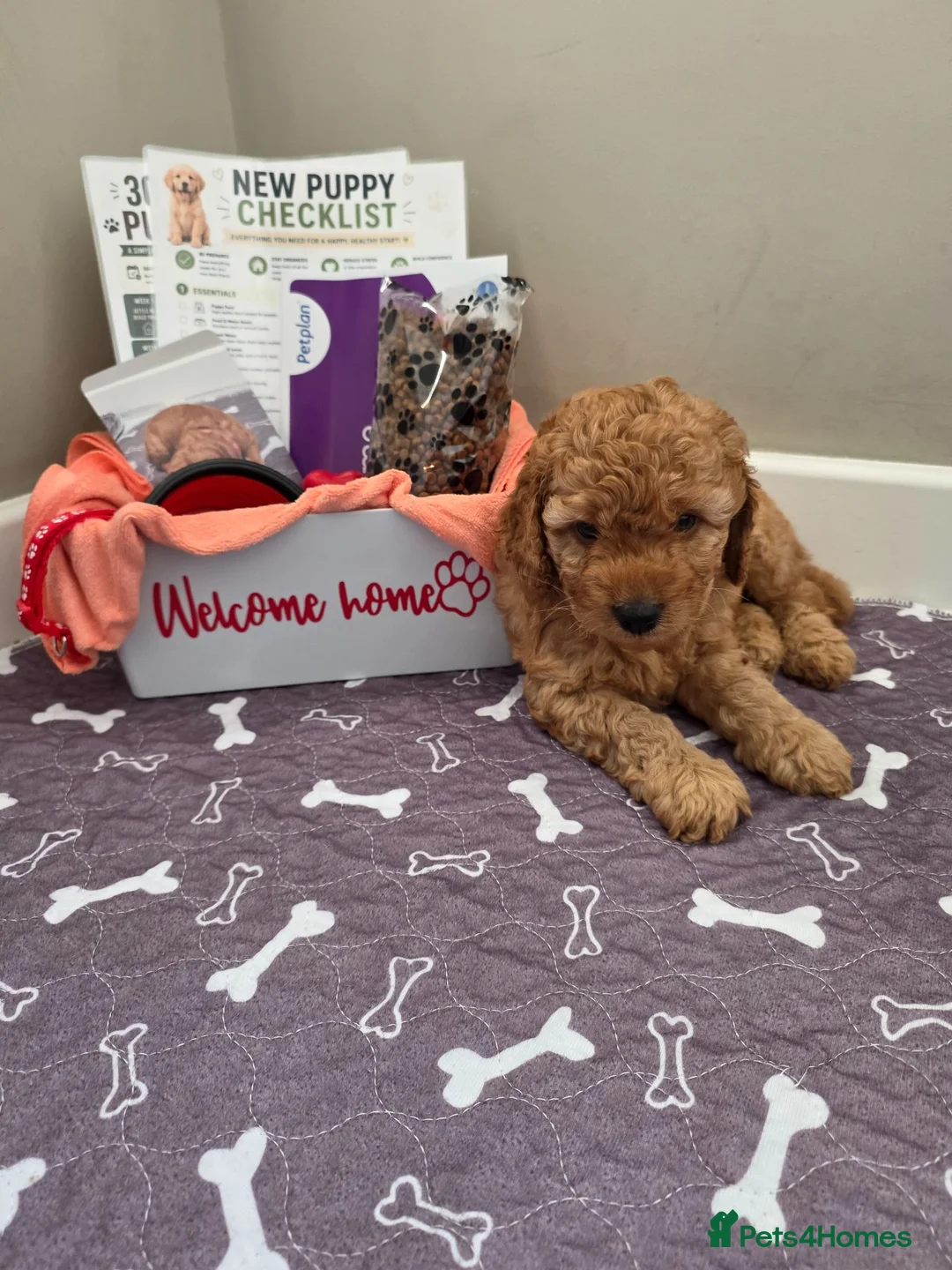 Cockapoo dogs for sale: 1 ADORABLE male Cockapoo puppy available!  - Advert 1