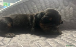 Dobermann dogs for sale: European Dobermans Ready in 2 weeks - Image 6