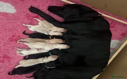 Goldador dogs for sale: Goldador puppies - Image 1