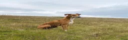 Mixed Breed dogs for stud: Saluki/greyhound. collie/bull greyhound  - Advert 4