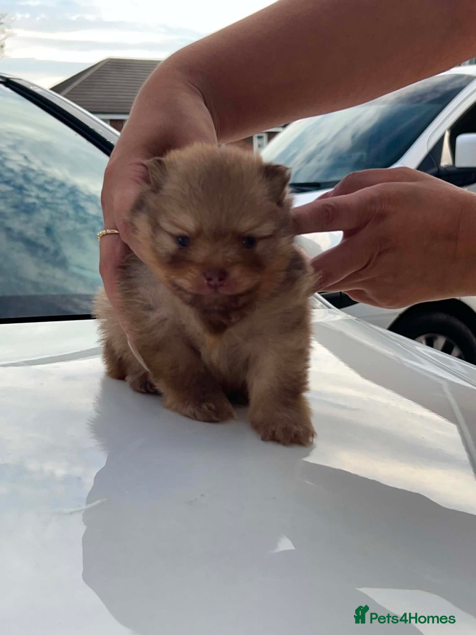 Pomeranian dogs 👑Elite 👑 Rare Colour Teddy Bear Pomeranians   👑 - Advert 2