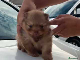 Pomeranian dogs 👑Elite 👑 Rare Colour Teddy Bear Pomeranians 👑 - Advert 2