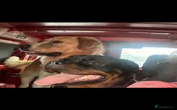 Mixed Breed dogs for sale: Central Aisian Shepard x Rottweiler - Image 7