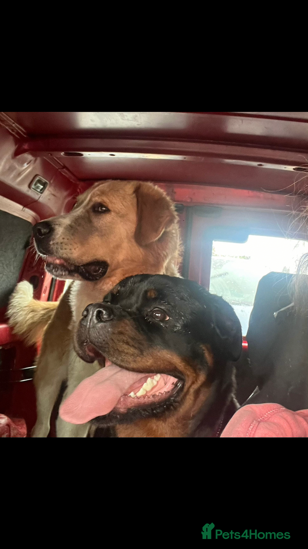 Mixed Breed dogs for sale: Central Aisian Shepard x Rottweiler - Image 7