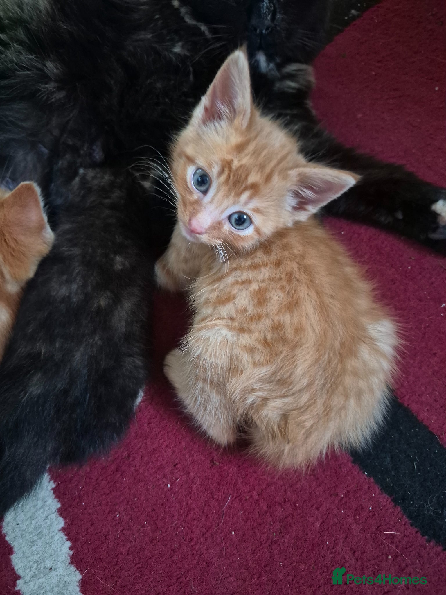 Mixed Breed cats Kittens for sale - Advert 1