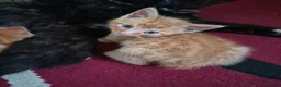 Mixed Breed cats for sale: Kittens for sale - Advert 1