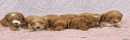 Cockapoo dogs for sale: Beautiful health clear Cockapoo's in Staines - Advert 30