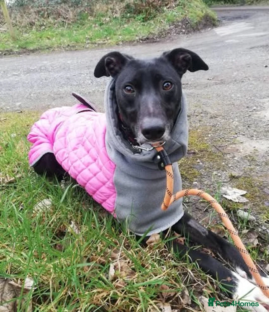Lurcher dogs for adoption: MEG 16 month Whippet Lurcher - Advert 3