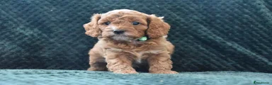Cavapoo 2