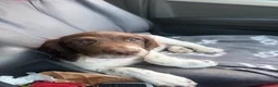 English Springer Spaniel dogs for sale: Springer spaniel pups,Docked tails by a vet  - Advert 2
