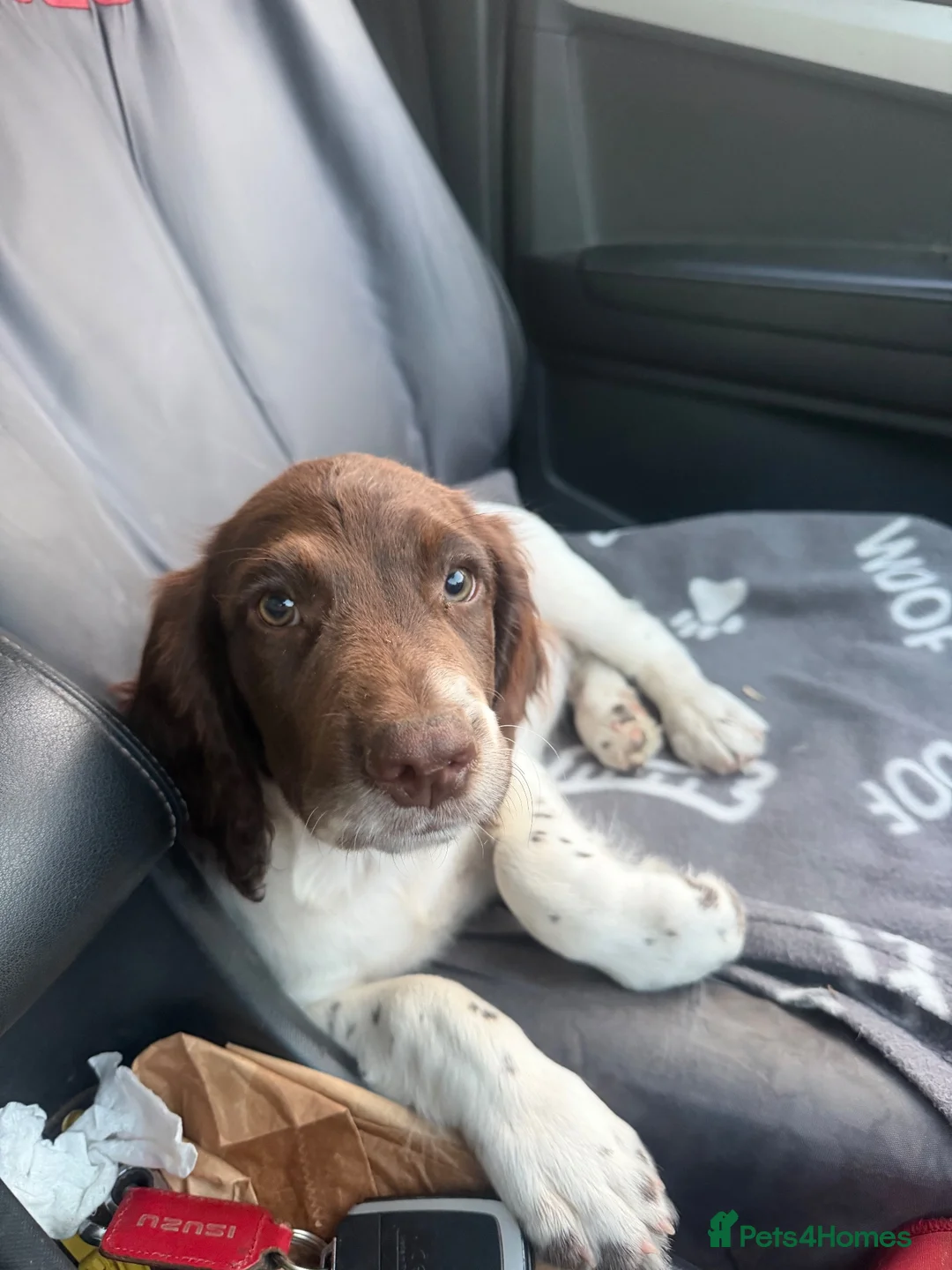 English Springer Spaniel dogs for sale: Springer spaniel pups,Docked tails by a vet  - Advert 2