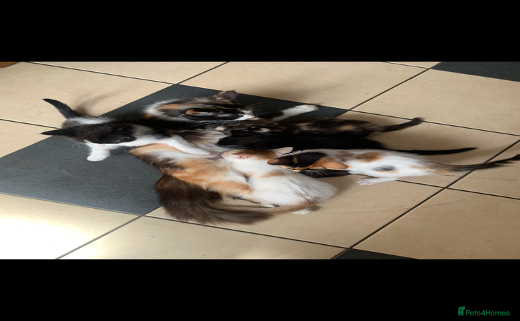 Mixed Breed cats - Advert 3