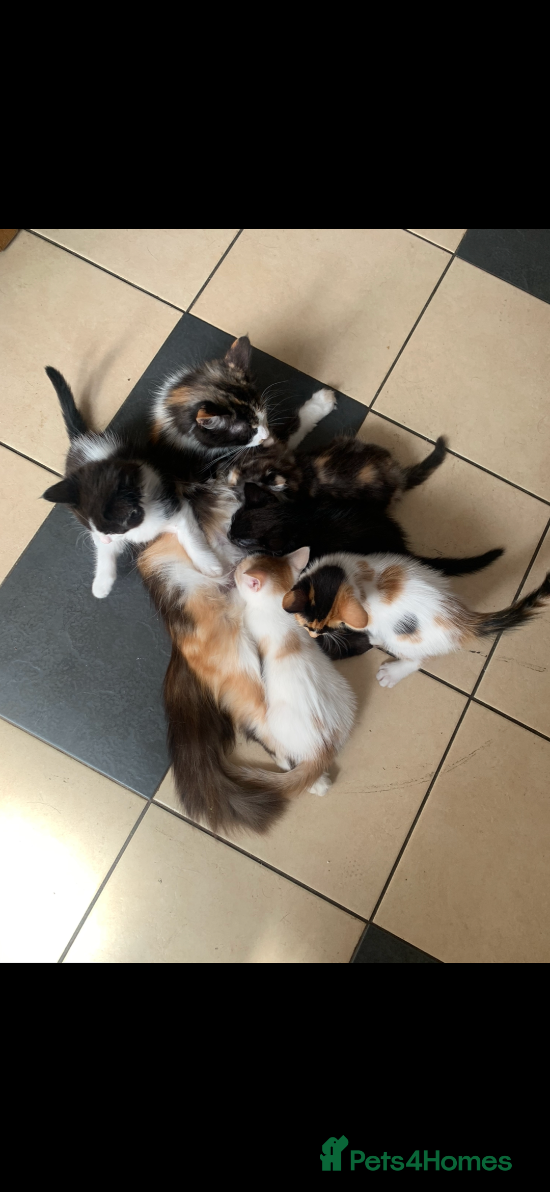 Mixed Breed cats for sale: 5 beautiful kittens ready for their forever home  - Image 1