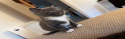 Mixed Breed cats for sale: Rare Grey Kitten  - Advert 3