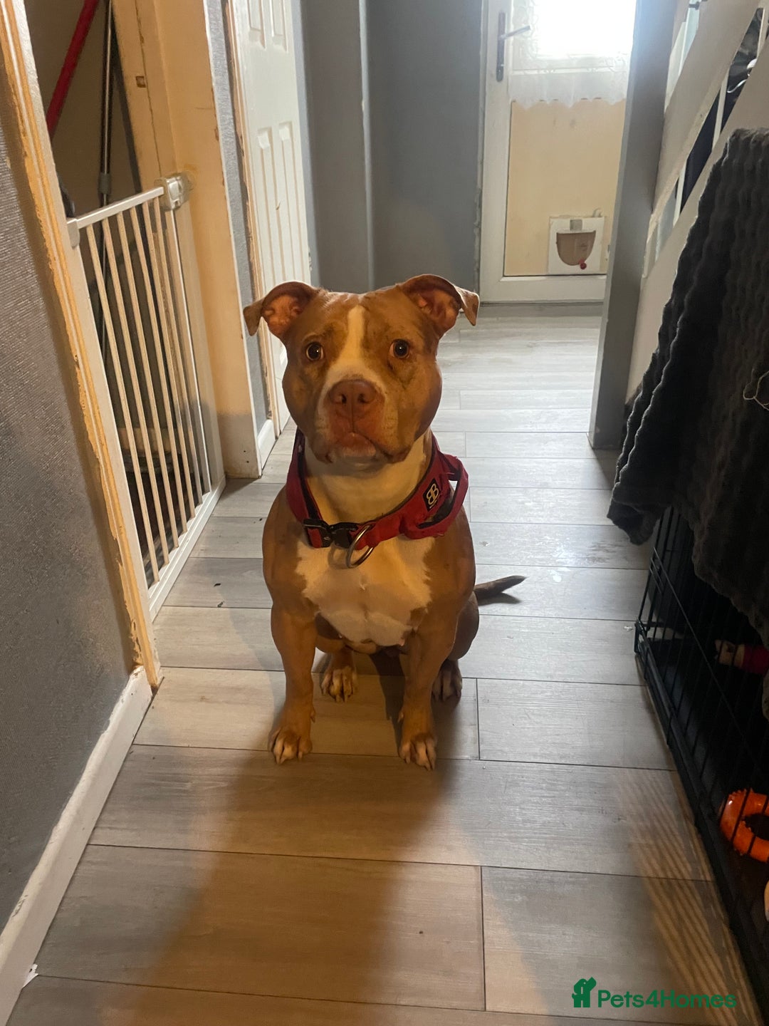 Mixed Breed dogs for sale: American bully X American bulldog puppies  - Advert 1