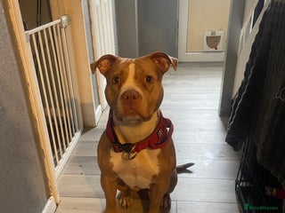 Mixed Breed dogs American bully X American bulldog puppies - Advert 2