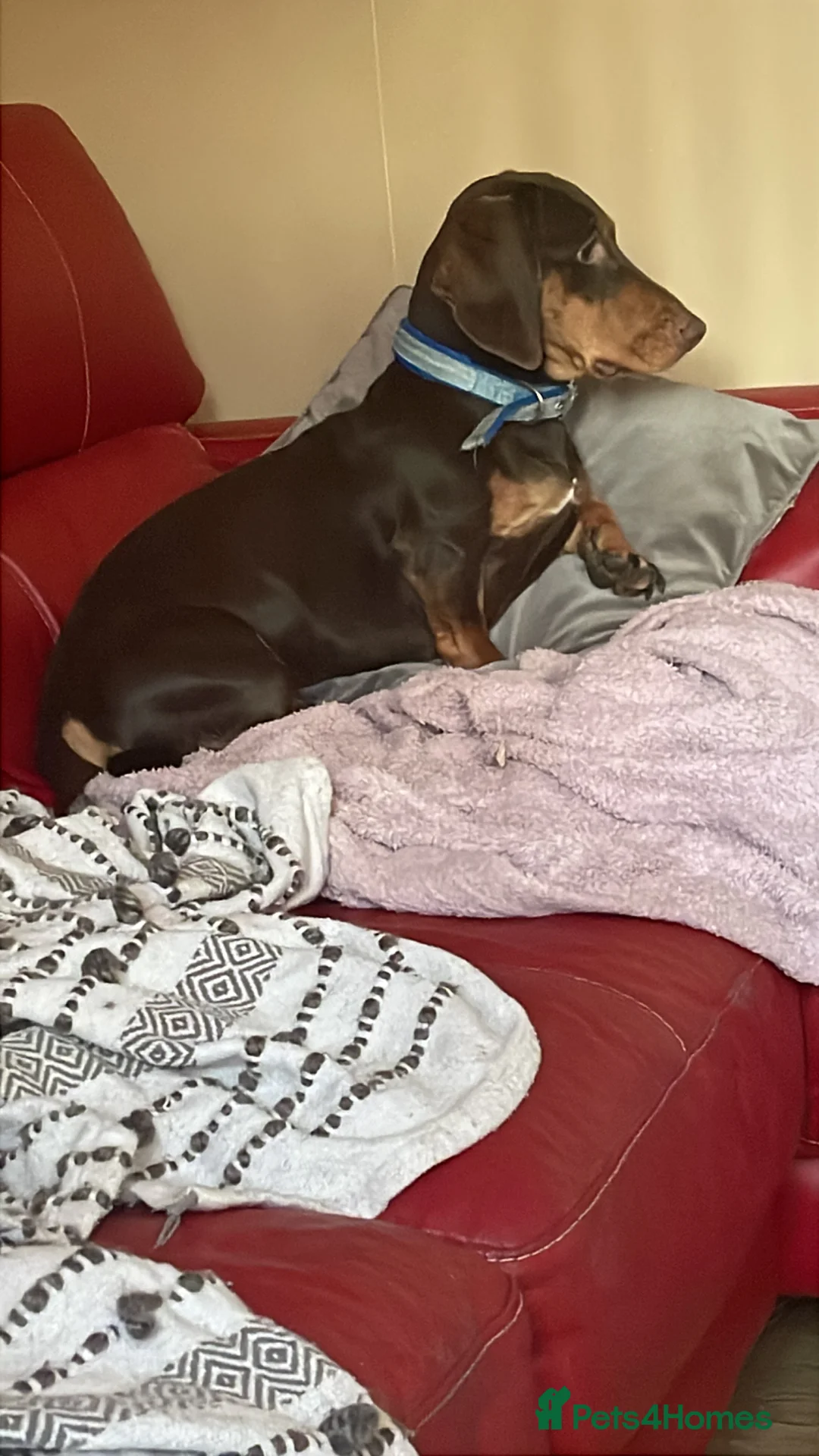 Dachshund dogs for sale: Male Dachshund chocolate and tan 2 years old  - Advert 9