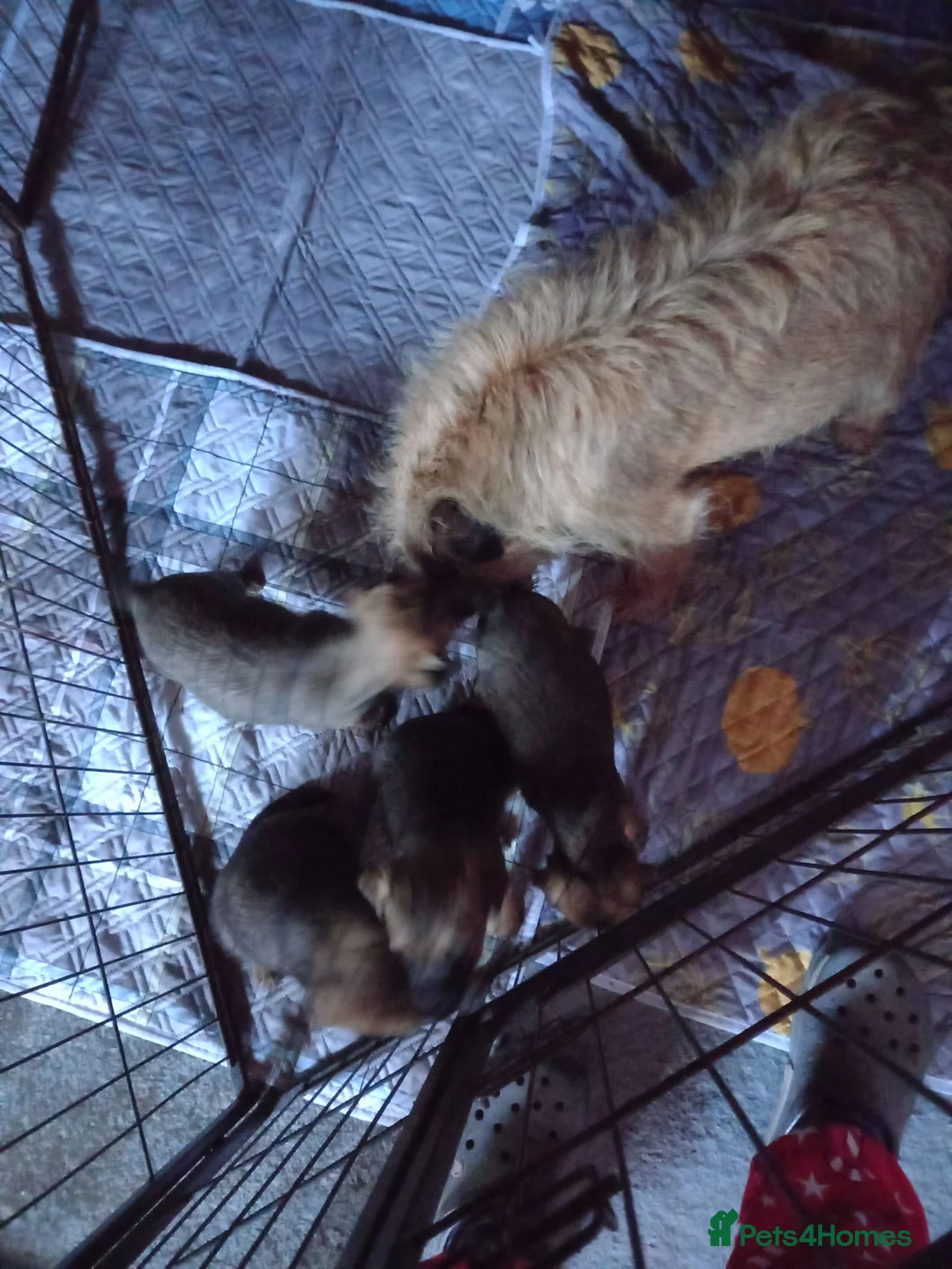 Border Terrier dogs for sale: Border Terrier pup's. - Advert 9