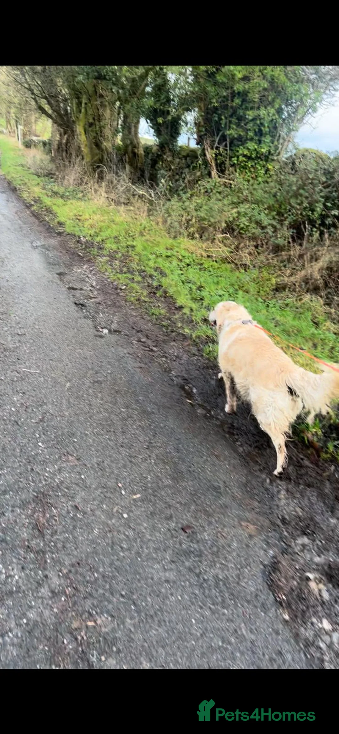 Golden Retriever dogs for sale: Our Beautiful Golden Retriever Lilly in Swadlincote - Advert 7