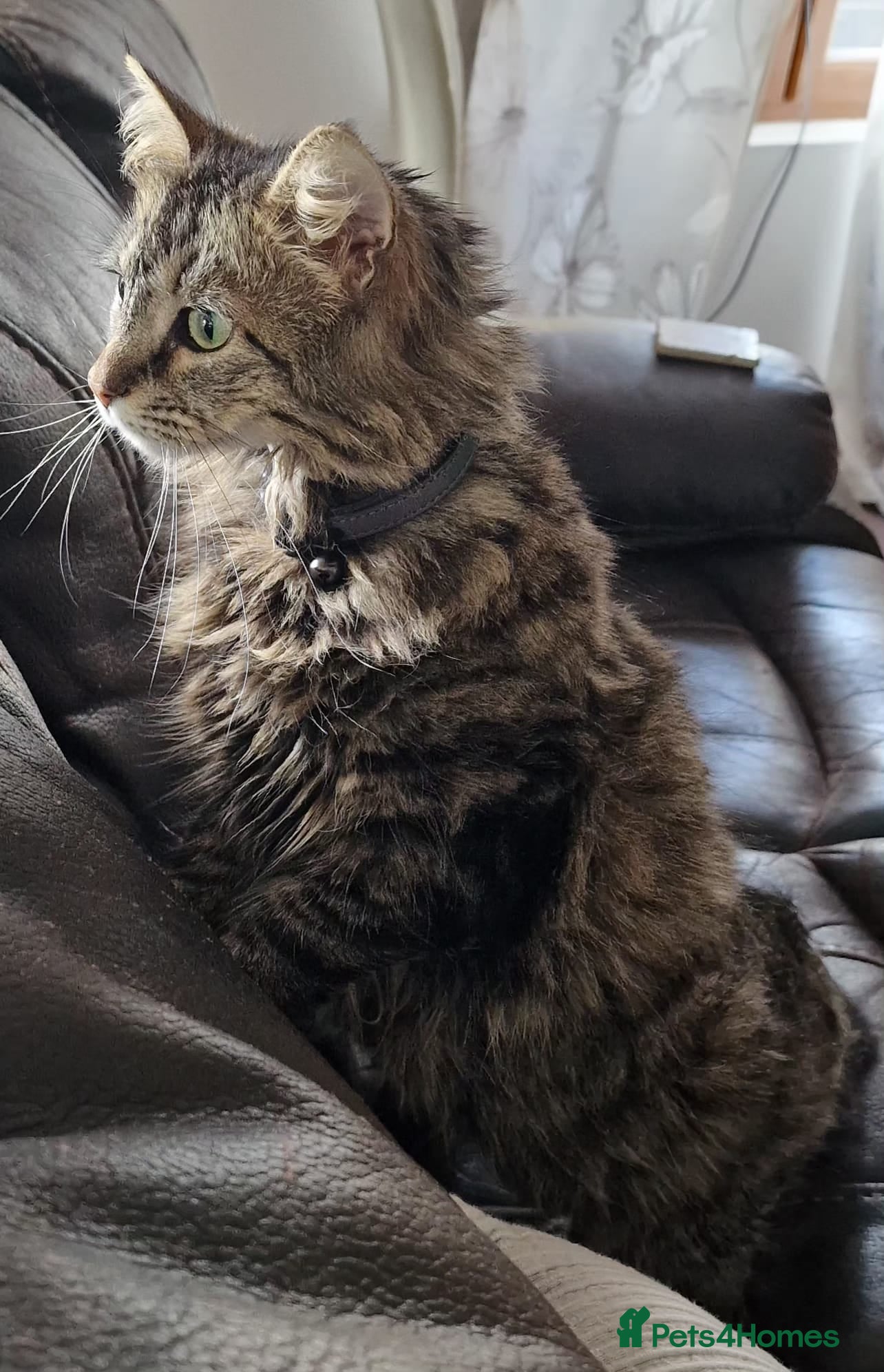 Maine Coon cats Gorgeous mix Maine Coon and Siberian Cat - Advert 4