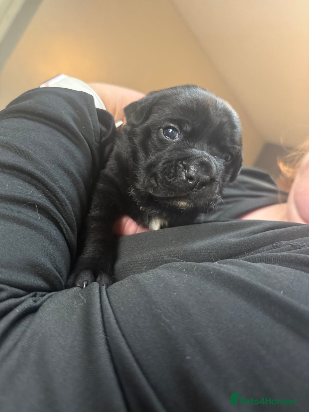 Mixed Breed dogs for sale: Mixed Breed puppies  - Advert 6