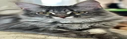 Maine Coon cats for sale: Beautiful GCCF Registered Maine Coon Kittens - Advert 22