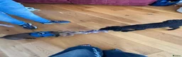 Dachshund dogs for sale: Lilac Tan long haired beautiful boy Dachshund  - Advert 6