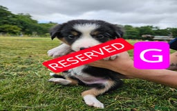 Mixed Breed dogs for sale: Girl TRI- due to unforseen circumstances - Image 25