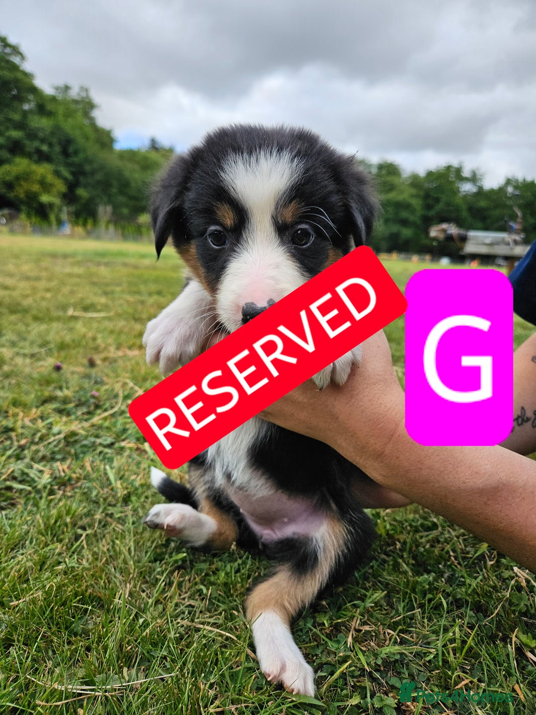 Mixed Breed dogs for sale: Girl TRI- due to unforseen circumstances - Image 25