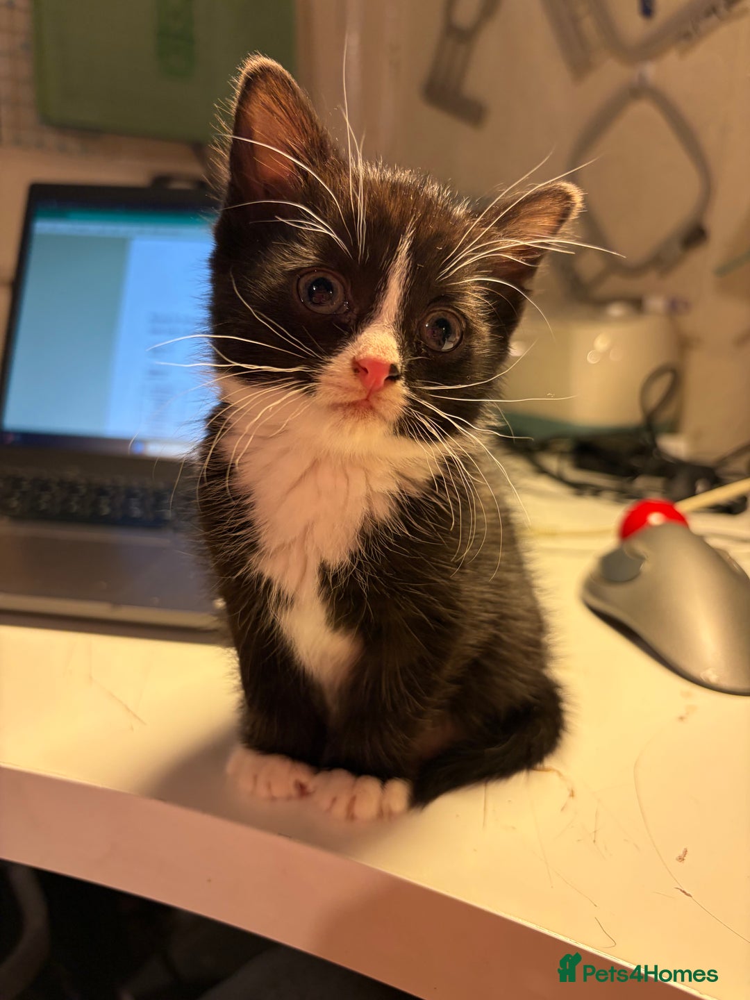 Mixed Breed cats for sale: Beautiful little tuxedo female kitten  - Advert 2