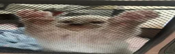 Siamese cats for sale: Beautiful siamese mixed breed kittens - Advert 36