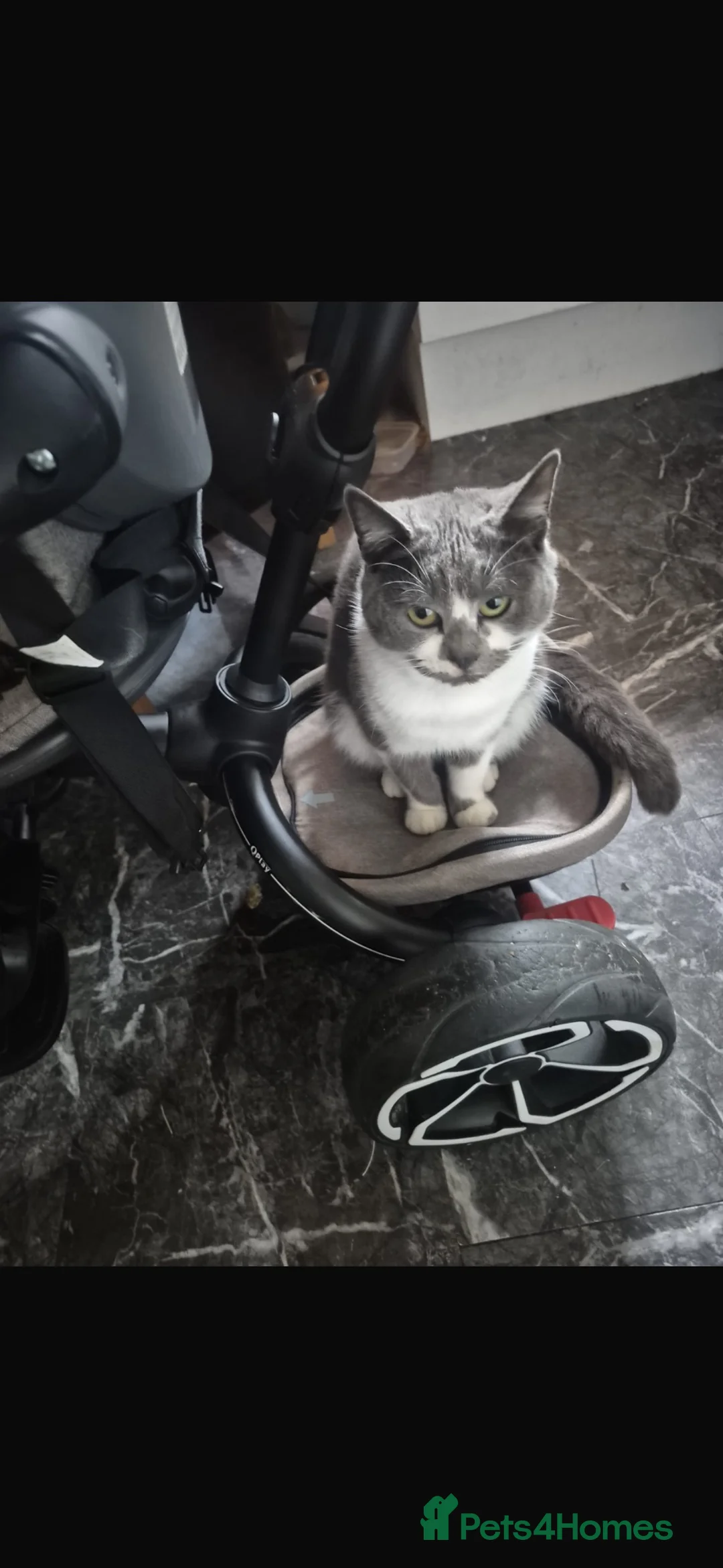 Mixed Breed cats for sale: Bambi - Advert 6