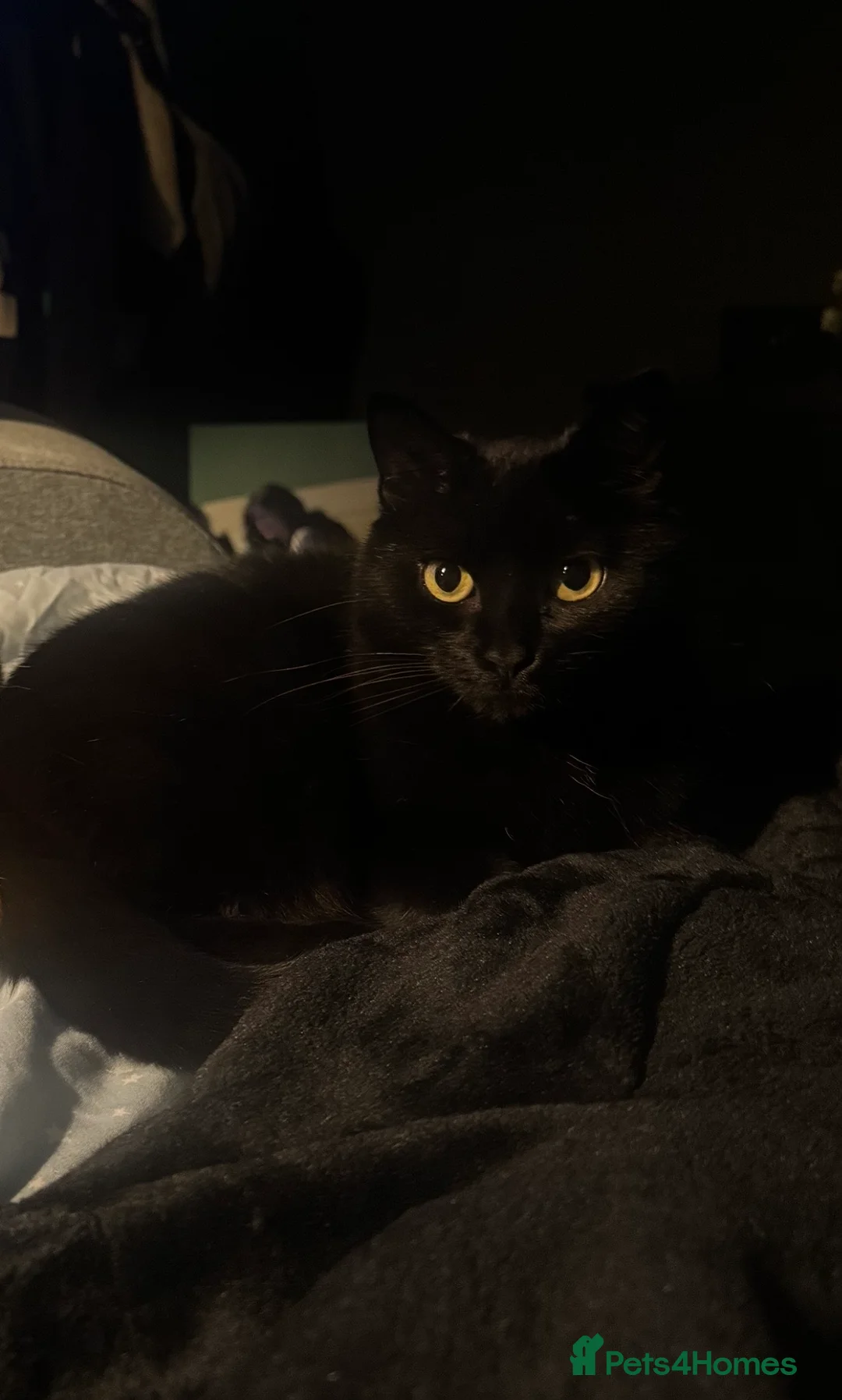 Scottish Fold cats for sale: Baby Girl Scottish Fold  - Advert 2