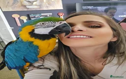 Macaws birds for sale: Female BNG MAcaw - Image 1