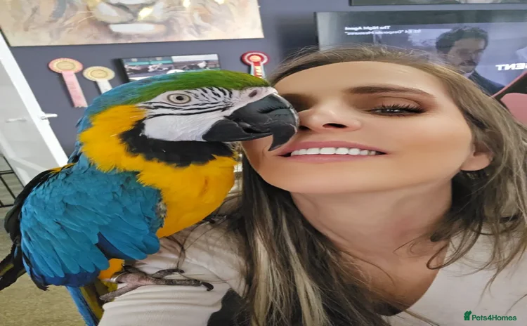 Macaws birds - Advert 4