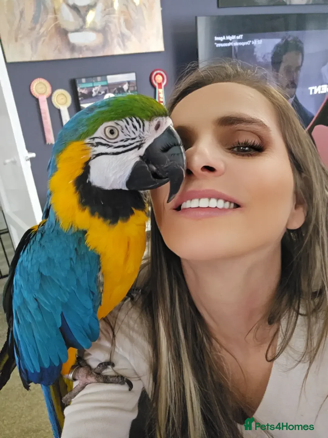 Macaws birds for sale: Female BNG MAcaw - Image 1