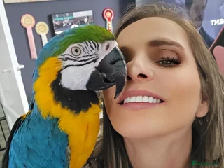 Macaws birds - Advert 1