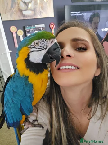 Macaws birds - Advert 15