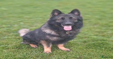 German Shepherd dogs in Bexhill-on-Sea - Advert 10