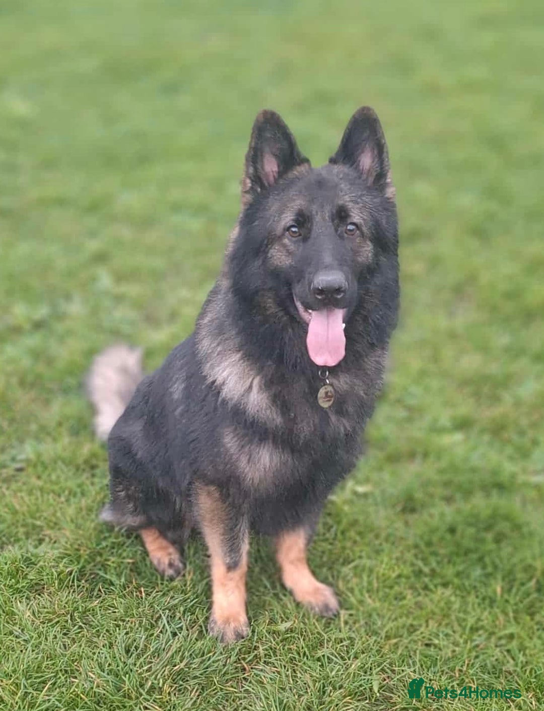 German Shepherd dogs for stud: German shepherd for stud  in Bexhill-on-Sea - Image 3