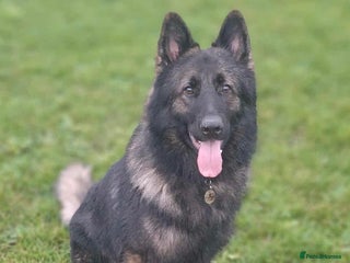 German Shepherd dogs PROVEN German shepherd for stud in Bexhill-on-Sea - Advert 1
