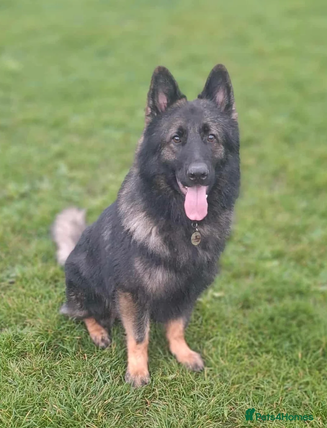 German Shepherd dogs for stud: PROVEN German shepherd for stud  in Bexhill-on-Sea - Advert 3