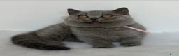 British Shorthair cats for sale: ✨ GCCF BEAUTIFUL KITTENS ✨ - Advert 5