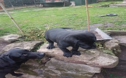 Labrador Retriever dogs for sale: KC Registered Labrador puppies  - Image 3