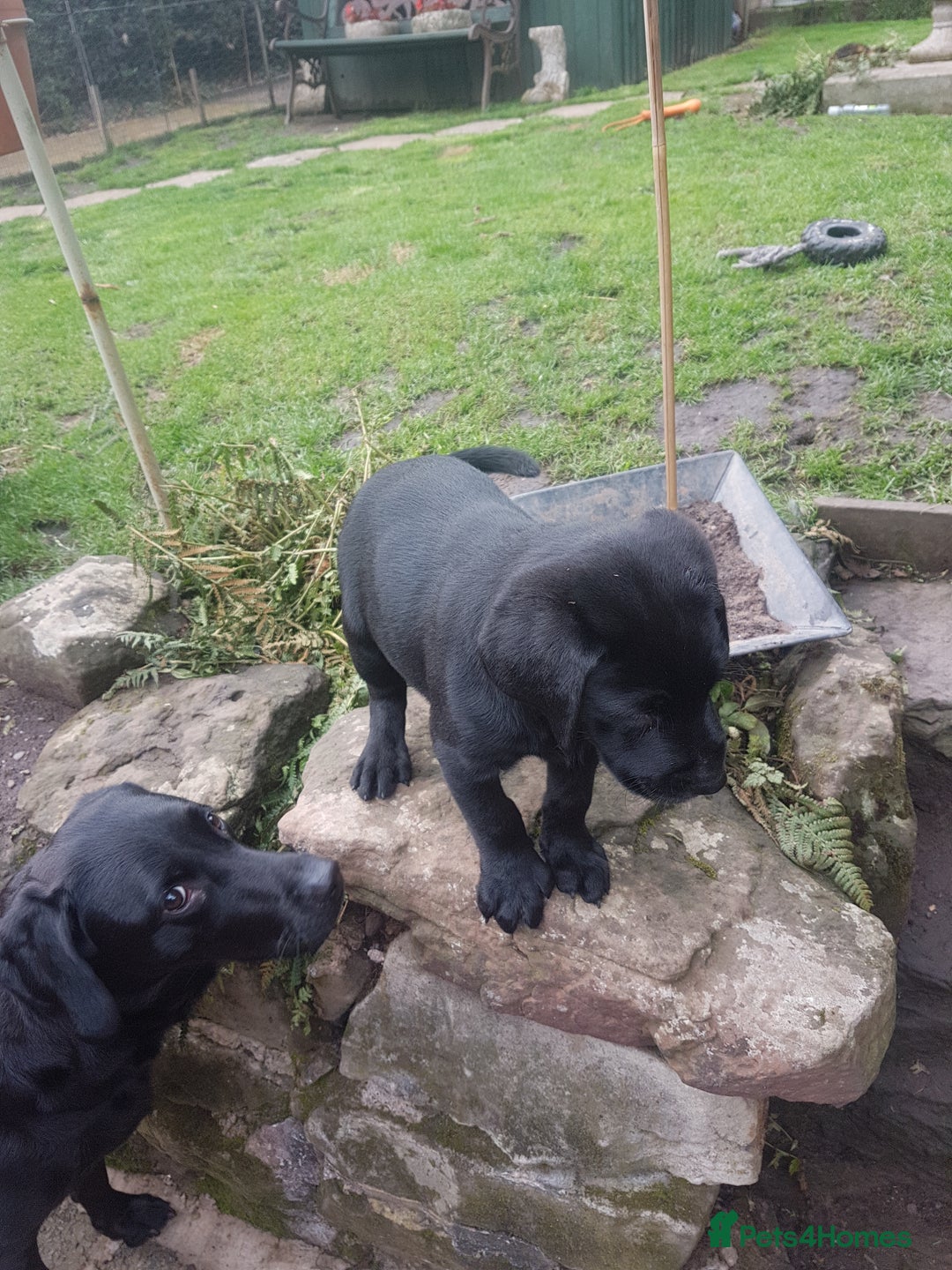 Labrador Retriever dogs for sale: KC Registered Labrador puppies  - Image 3